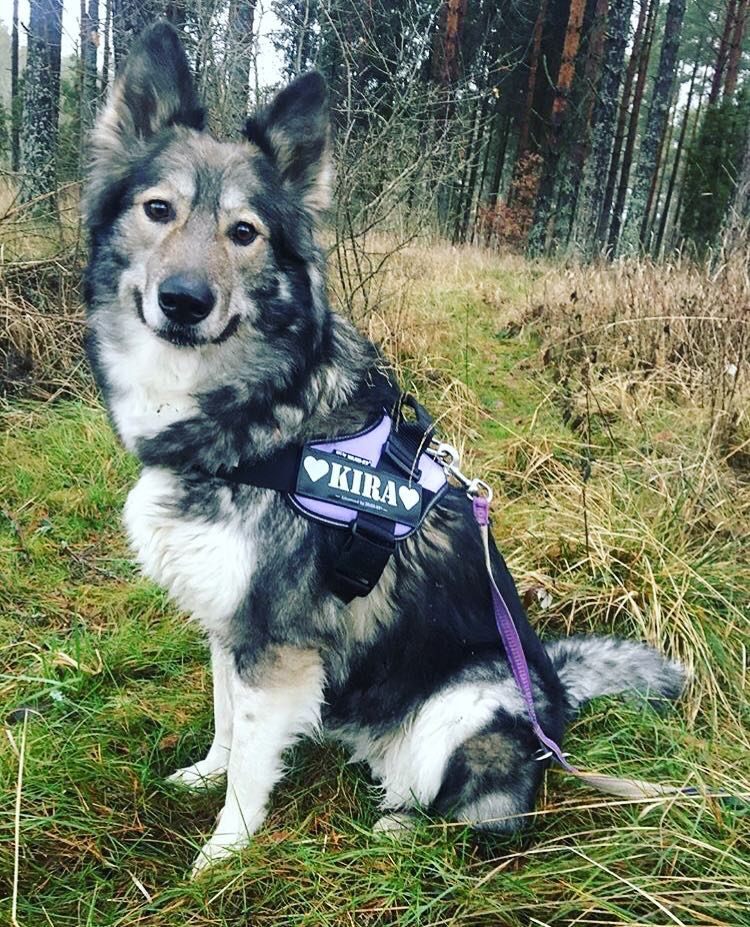 Unique dog harness K9